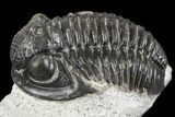 Detailed Gerastos Trilobite Fossil - Morocco #164735-2